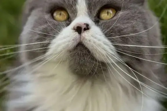 Chat persan perdu, gris/blanc, Rue Bellamy - photo
