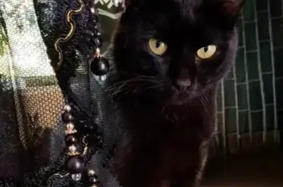 Chat perdu, , photo: Chat perdu : Momo, mâle 2 ans, Kerpert