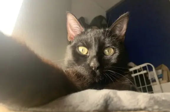 Animaux perdus Melle, photo: Chat noir perdu, jeune mâle câlin 11 mois