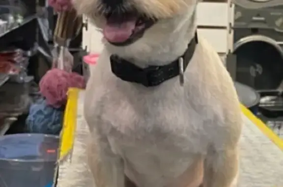Lost Dog: Scarred & Groomed in New York