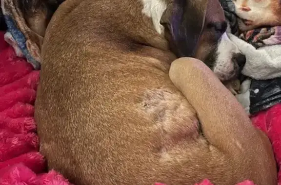 Lost Tan & White Dog on Gateway Drive