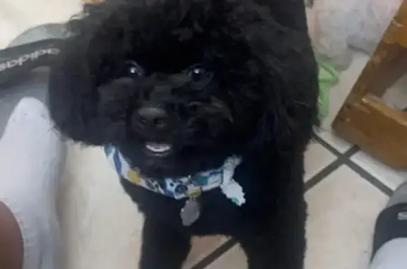 Help Find Our Lost Black Toy Poodle!