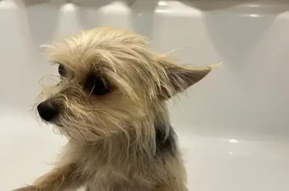Found dog Jones, photo: Found Yorkie on North Post Rd, Jones