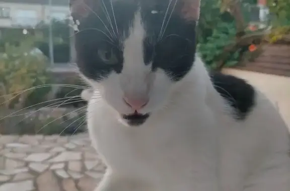 Chat trouvé Orval, photo: Chat noir et blanc trouvé à Orval