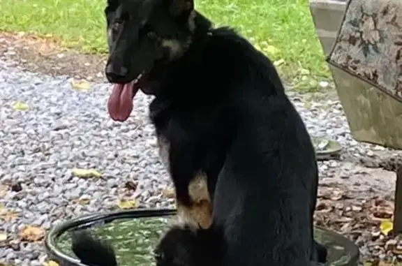 Lost Dog: Black & Tan, Gulfport Area
