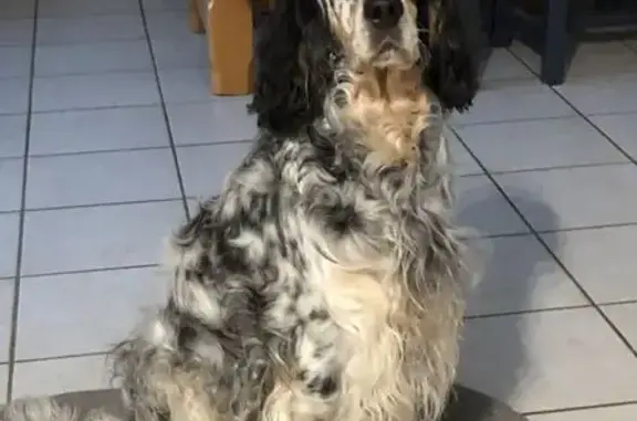 Chien perdu Andouillé, photo : Chienne setter perdue à Andouillé