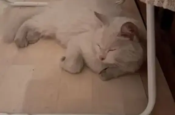 Chat trouvé Martigné-Ferchaud, photo: Chat blanc trouvé à Martigné-Ferchaud