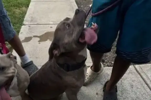 Found pets Columbus, photo: Sweet Pit Mix Found: Franklin Park S.