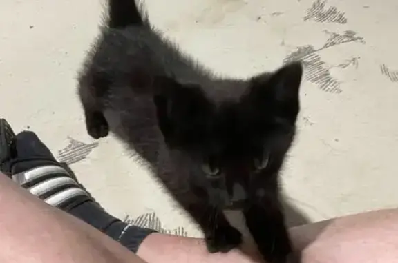 Found cat Michigan Center, photo: Found: Young Black & White Cat in Grand Blanc