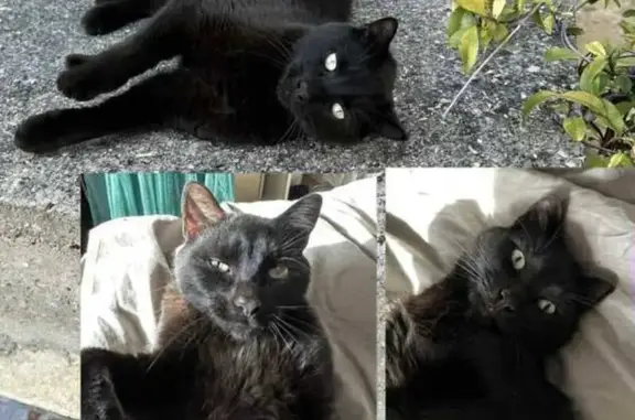 Chat noir 