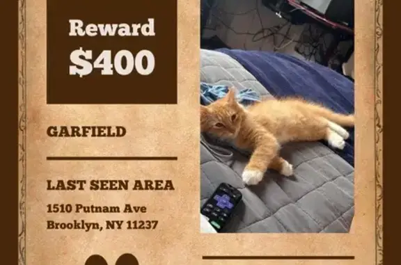 Lost One-Eyed Orange Kitten on Irving Ave