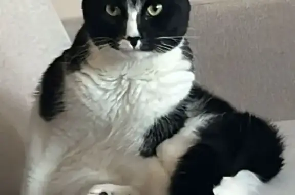 Lost Cat: Large Male with Blue Collar