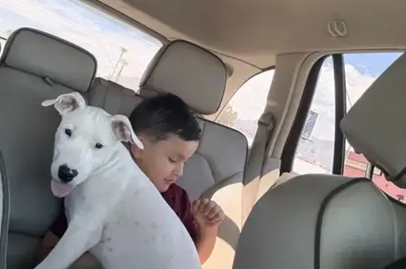 Lost White Boxer-Terrier Puppy in Tucson