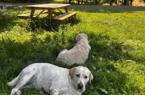 Deux chiennes croisées trouvées, une blessée - photo