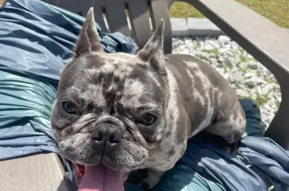 Lost pets Spartanburg, photo: Lost Support Dog: Friendly & Energetic