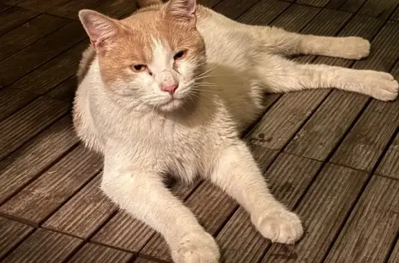Found cat , photo: Found: Affectionate Cat on Avenue H Lawn