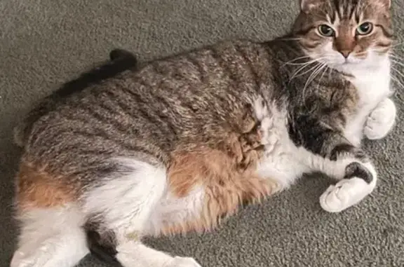 Lost pets , photo: Lost Tabby: Green-Eyed Beauty in Hooksett