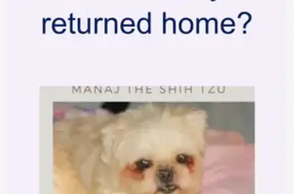 Lost: Small Cream Dog on Myrtle Ave