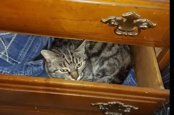Missing cat Tulsa, photo: Lost Talkative Cat Near East 75th, Tulsa
