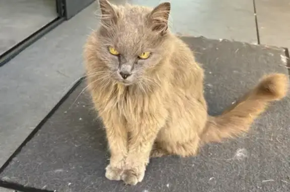 Chatte grise trouvée à Roquevaire - photo