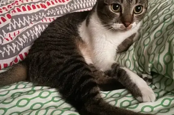 Gatos perdidos, Alicante, foto: Gato Perdido en Alicante: Buscamos a 