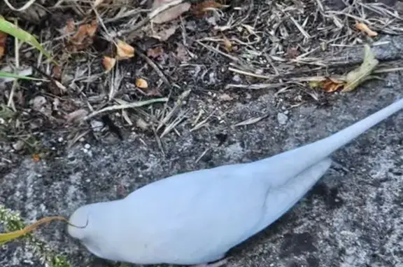 Petit oiseau blanc envolé à Longpont-sur-Orge - photo