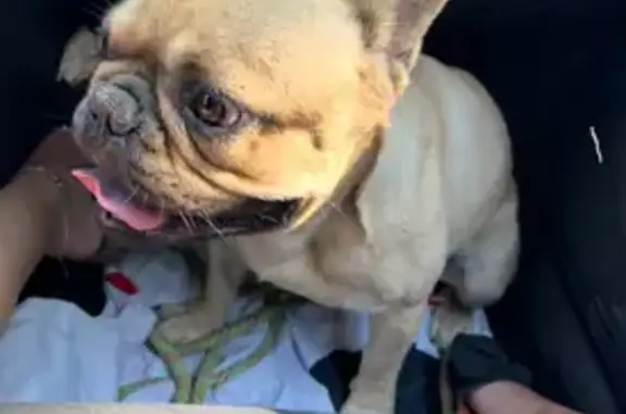 Bouledogue fauve perdu à Bordères - photo