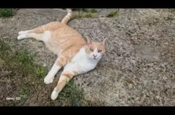 Chat beige et blanc perdu à Lagny-sur-Marne - photo