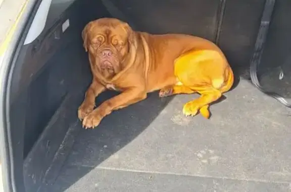 Bugzy, Dogue de Bordeaux égaré - photo