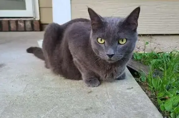 Lost Russian Blue Cat: Gyatso in Evans