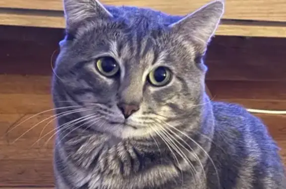 Chat perdu : Poupou, 4 ans, Metz - photo