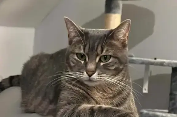 Chat perdu, Cepoy, photo: Chatte tigrée perdue à Cepoy