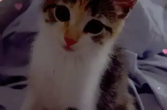 Búsqueda de mascotas, foto: Se busca: Gatita de 4 meses en Madrid