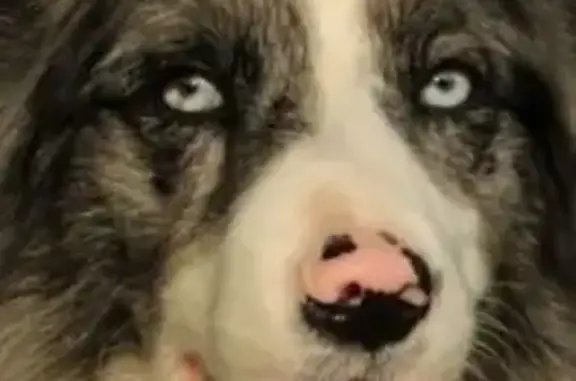 Chien perdu Lamothe-Montravel, photo : Chien perdu Border Collie merle, Lamothe