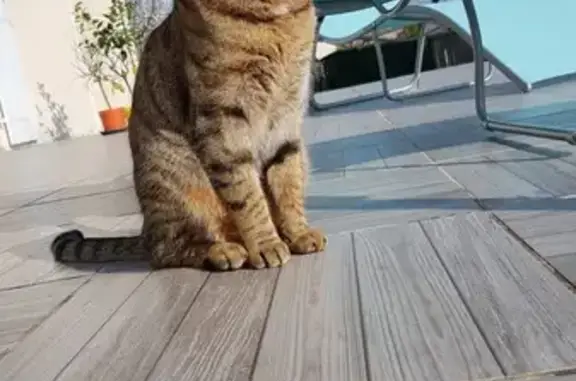 Chat perdue sans collier à Champniers - photo