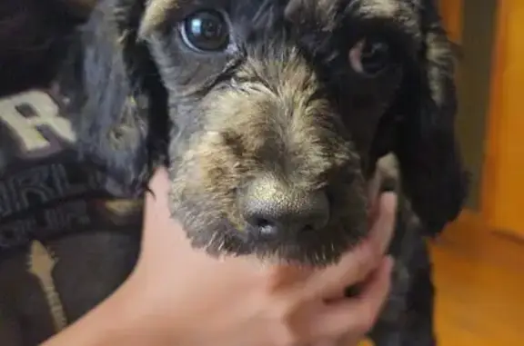 Found pets Chicago, photo: Found Black Dog on North Austin Ave