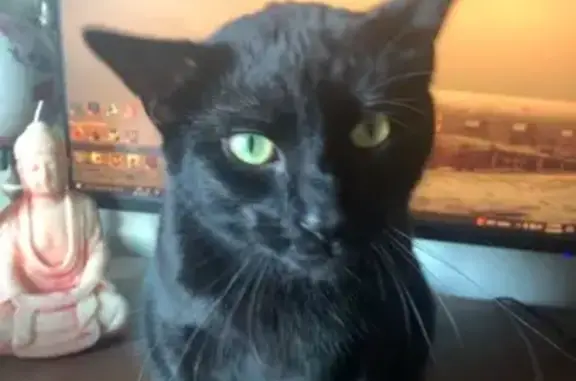 Lost pets Iowa City, photo: Lost Large Black Cat on Iowa Ave