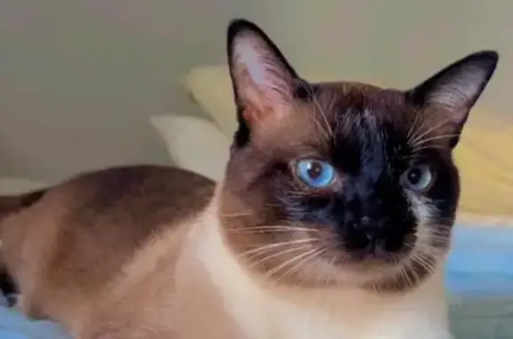 gato desaparecida