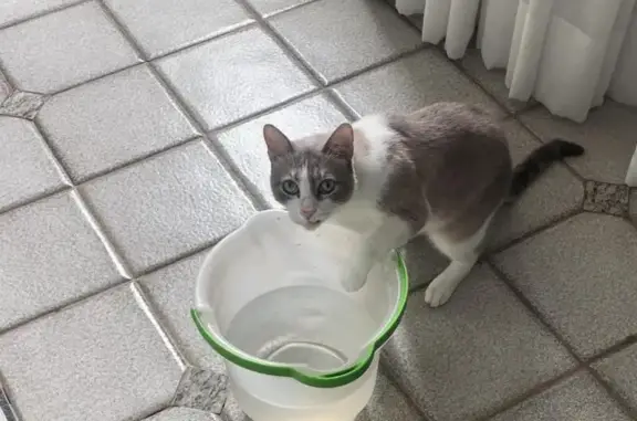 gato desaparecida