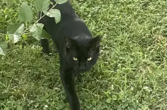 Found pets Indianapolis, photo: Found: Friendly Black Cat on S Parker Ave