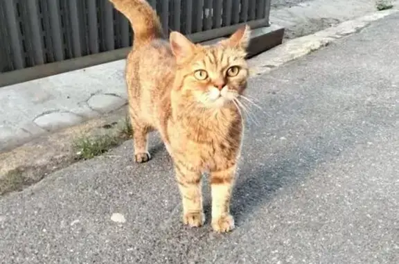 Chat trouvé, yeux verts, rue Marceau - photo