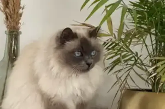 Chat perdu, , photo: Chat perdue Olly à Landrethun-le-Nord