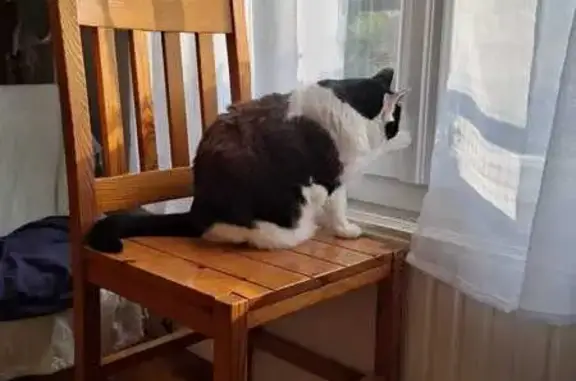 Chatte Minette perdue à Vaires-sur-Marne - photo