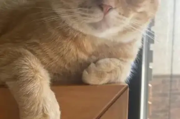 ¡Gato Naranja Perdido en El Campello!