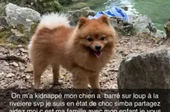 Chien roux perdu, craintif et gentil - photo