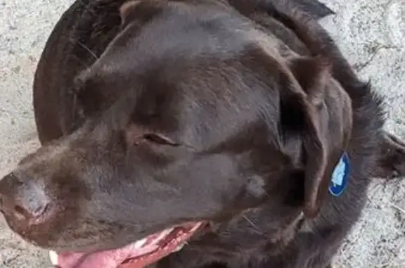 Animaux trouvés Fouesnant, photo: Chien marron trouvé sur sentier côtier