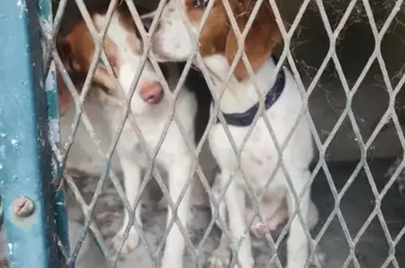 Chien trouvé , photo: Deux épagneuls bretons trouvés à Clermont-Dessous