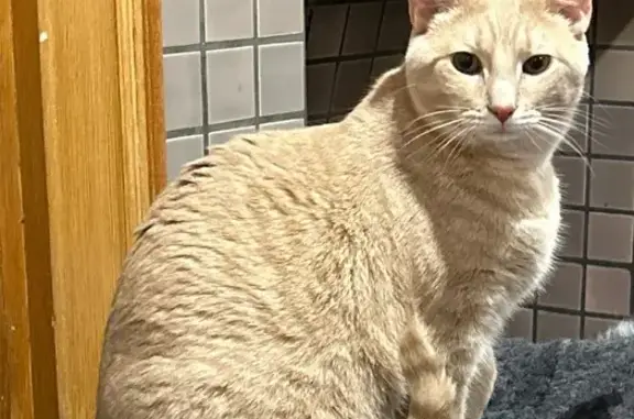 Lost Orange Tabby: Vocal & Lovable