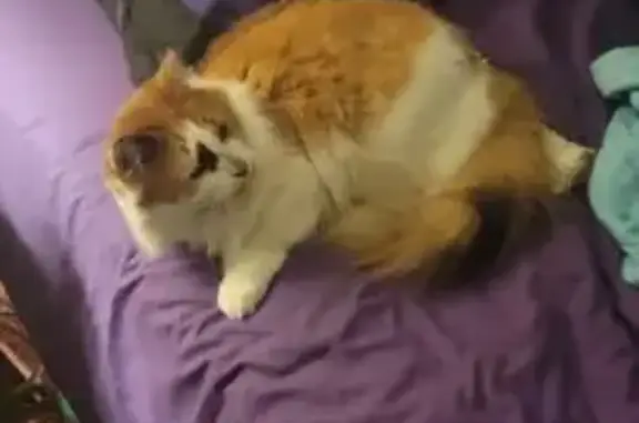 Lost Cat: Friendly 4-Year-Old Beans