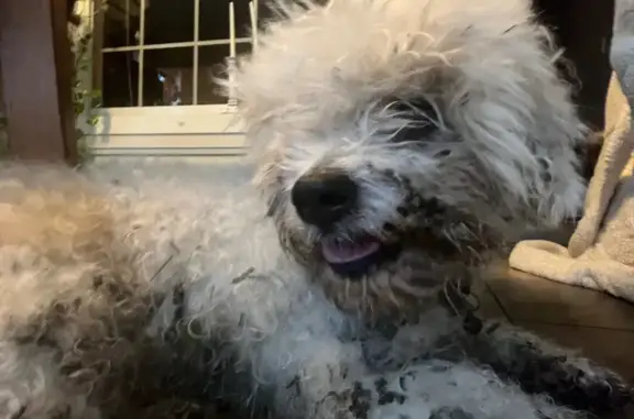 Found pets Bradenton, photo: Found: White Curly Dog in Bradenton